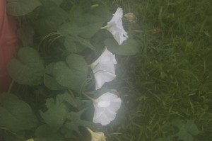 moonflowers moonflowers