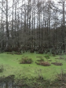 Lake Martin Hawk